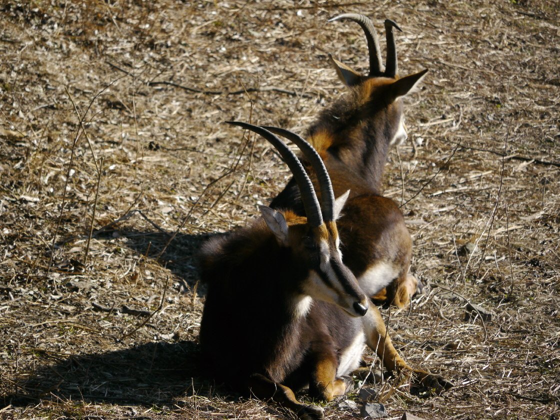 1月14日の東武動物公園 14 たてめおやじの めいびいとぅもろう 1月14日の東武動物公園 14 たてめおやじの めいびいとぅもろう