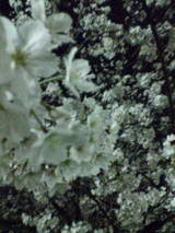 20080329231405