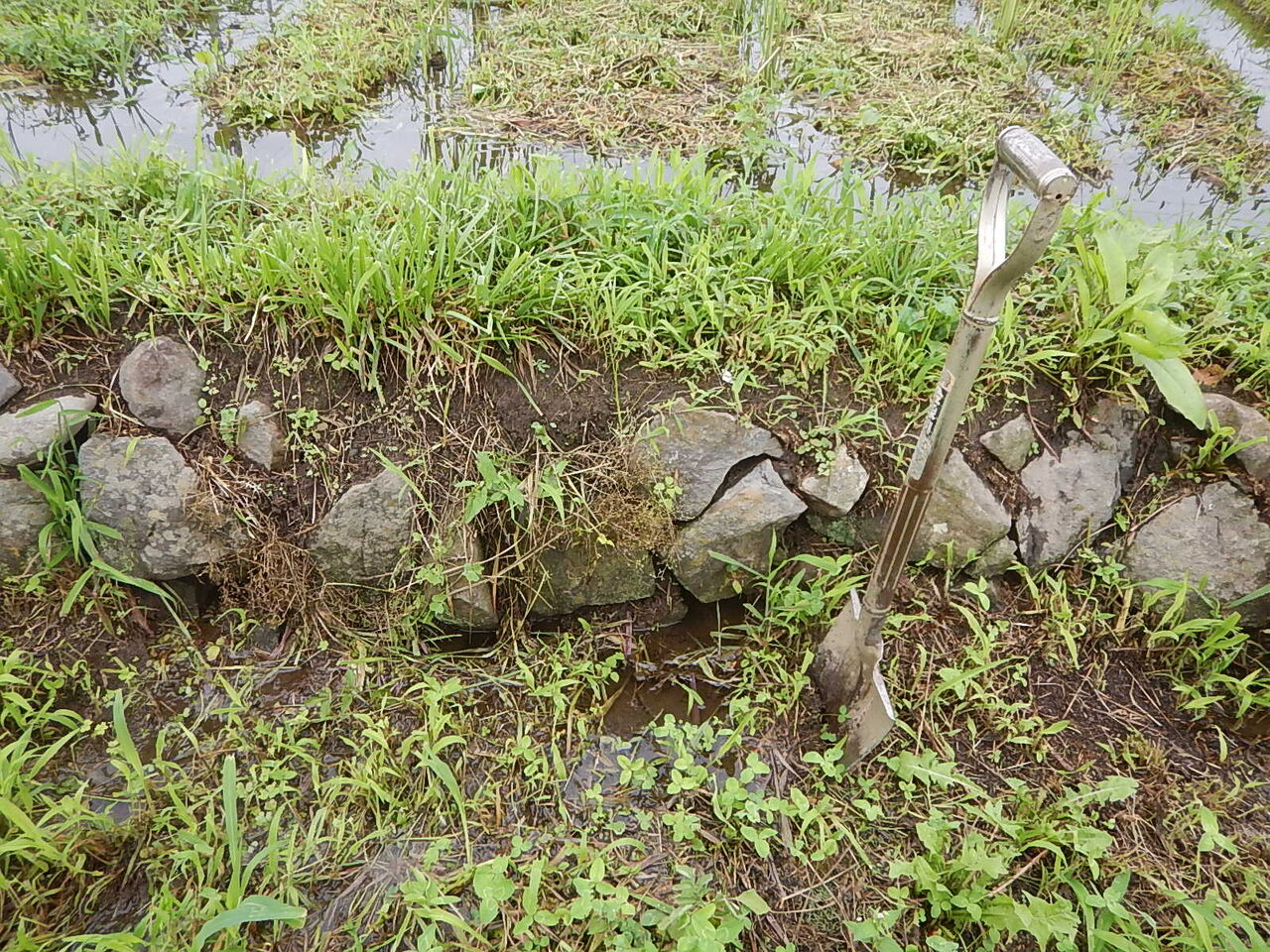 田んぼの見回りで モグラの穴から水漏れ発見 穴埋め 野風草 田んぼの見回りで モグラの穴から水漏れ発見 穴埋め 野風草