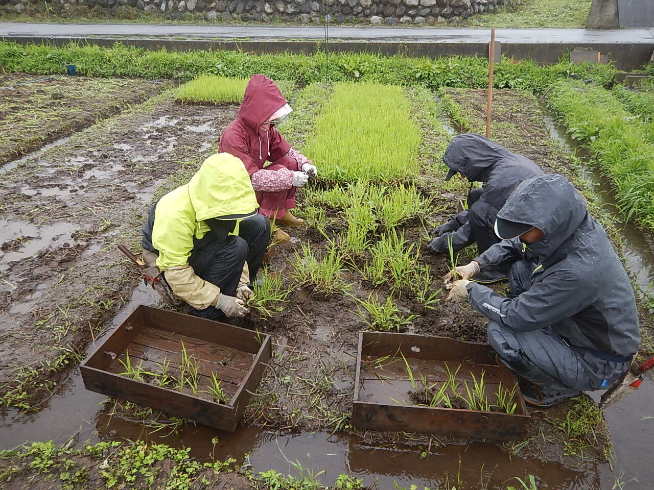 田植え3日目 野風草