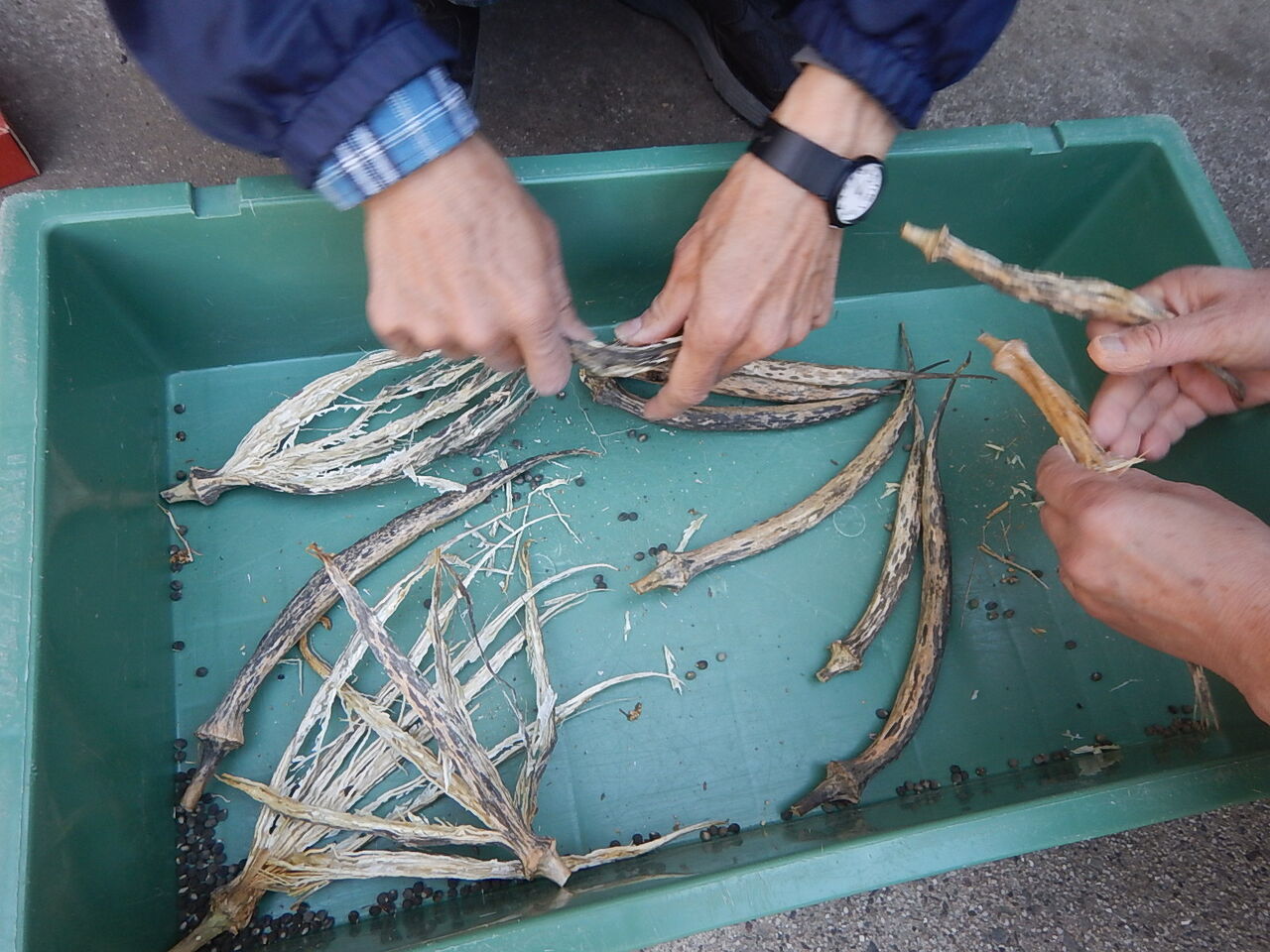 シソこぼれ種で発芽 ショウガ サトイモ ジャガイモ植え付け 彡 野風草 シソこぼれ種で発芽 ショウガ サトイモ ジャガイモ植え付け 彡 野風草