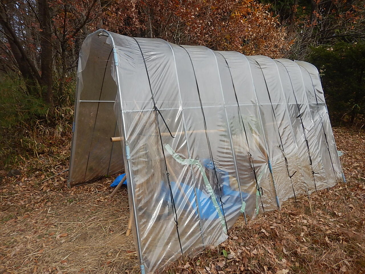 ビニールハウスの補修 霜除けシート設置 野風草