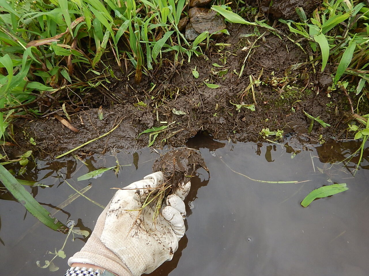 田んぼの見回りで モグラの穴から水漏れ発見 穴埋め 野風草 田んぼの見回りで モグラの穴から水漏れ発見 穴埋め 野風草