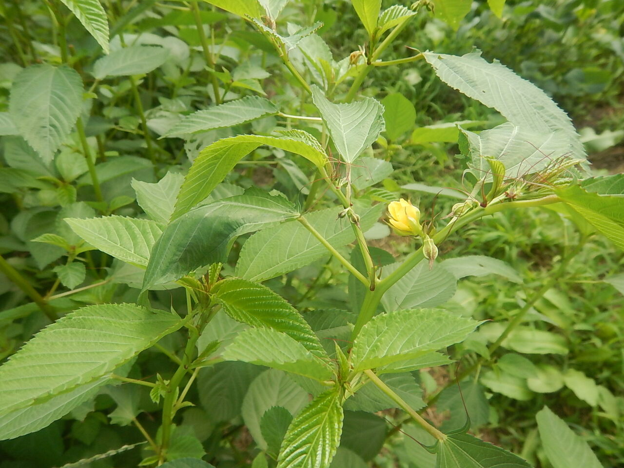 モロヘイヤ開花 タクアン大根播種 土手草刈り 野風草