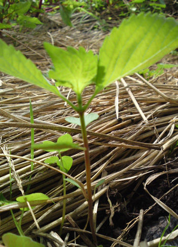 茅野蓼科のガーデニング日記 青じそ 大葉 と雑草の違い 茅野 蓼科 八ヶ岳の田舎暮らし 移住 別荘情報 蓼科企画 朝比奈ブログ 茅野蓼科のガーデニング日記 青じそ 大葉 と雑草の違い 茅野 蓼科 八ヶ岳の田舎暮らし 移住 別荘情報 蓼科企画 朝比奈ブログ