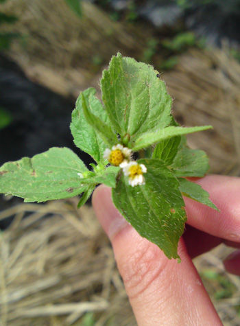 茅野蓼科のガーデニング日記 青じそ 大葉 と雑草の違い 茅野 蓼科 八ヶ岳の田舎暮らし 移住 別荘情報 蓼科企画 朝比奈ブログ