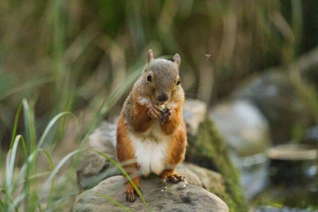 21年2月 茅野市民館にて リス写真展 開催されます 茅野 蓼科 八ヶ岳の田舎暮らし 移住 別荘情報 蓼科企画 朝比奈ブログ