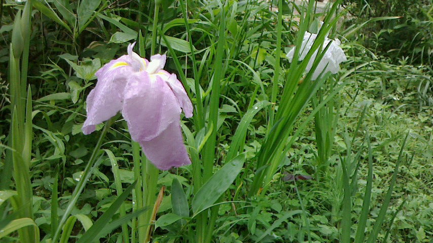 香川県高松市たてやま整体　菖蒲