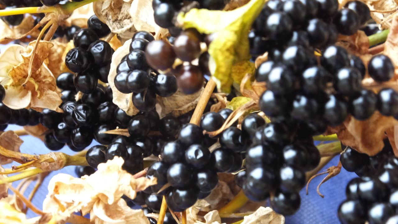 ヒオウギｰ射干玉 ぬばたま 立山山麓家族旅行村 日記