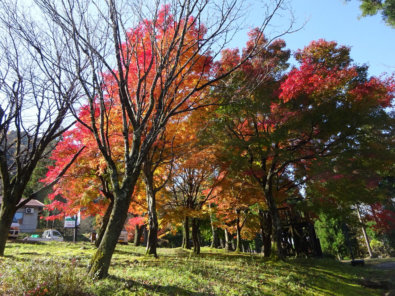 紅葉と落葉の季節ですね 立山山麓家族旅行村 日記 紅葉と落葉の季節ですね 立山山麓家族旅行村 日記