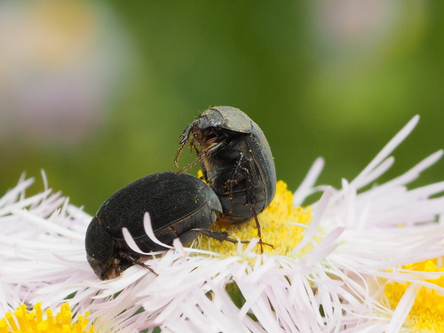 P5272543