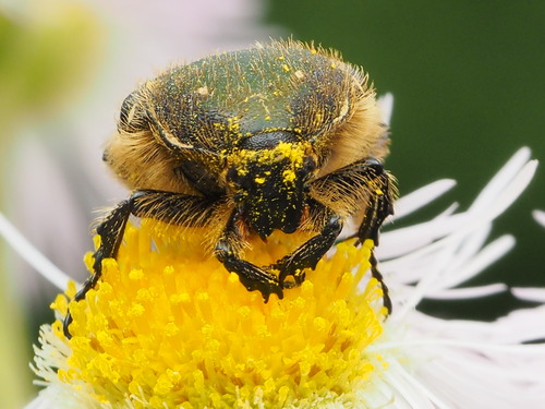 P5272562
