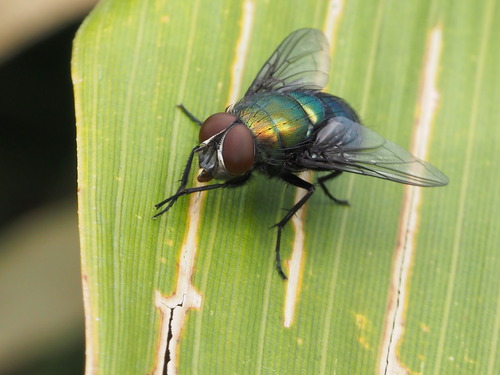 P5272505