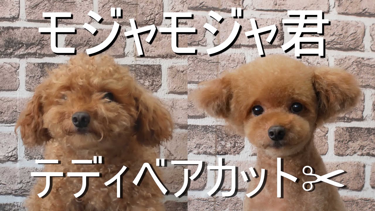 そろそろ冬支度 テディベアカット 多頭飼いトイプードルとmix犬の日常