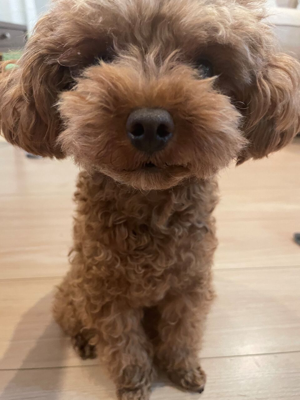 そろそろ冬支度 テディベアカット 多頭飼いトイプードルとmix犬の日常