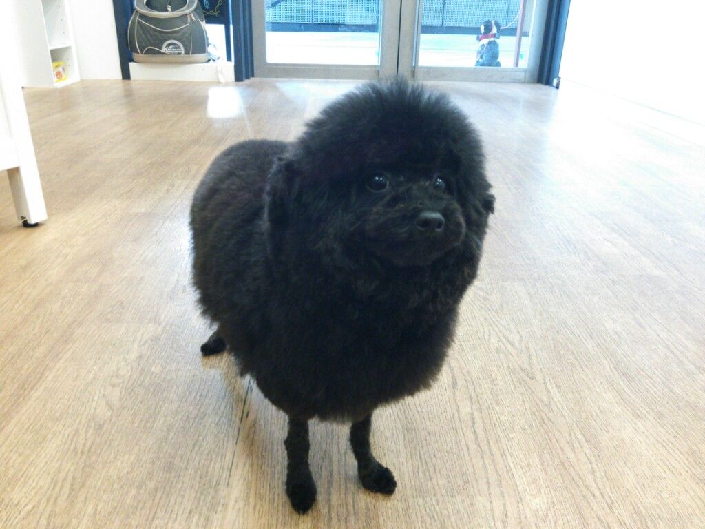 冬支度パート2 羊カット 多頭飼いトイプードルとmix犬の日常