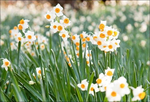 厳しい冬に耐え、春を待つ花とも言われる日本水仙。