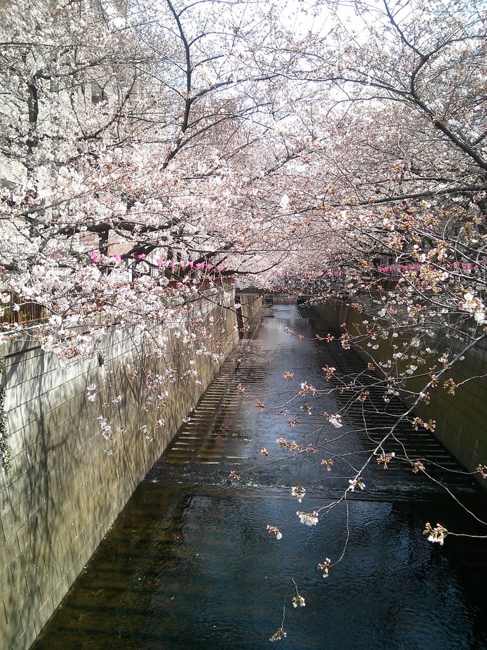 慶輪9 8 7 ポカリブログ 14年03月