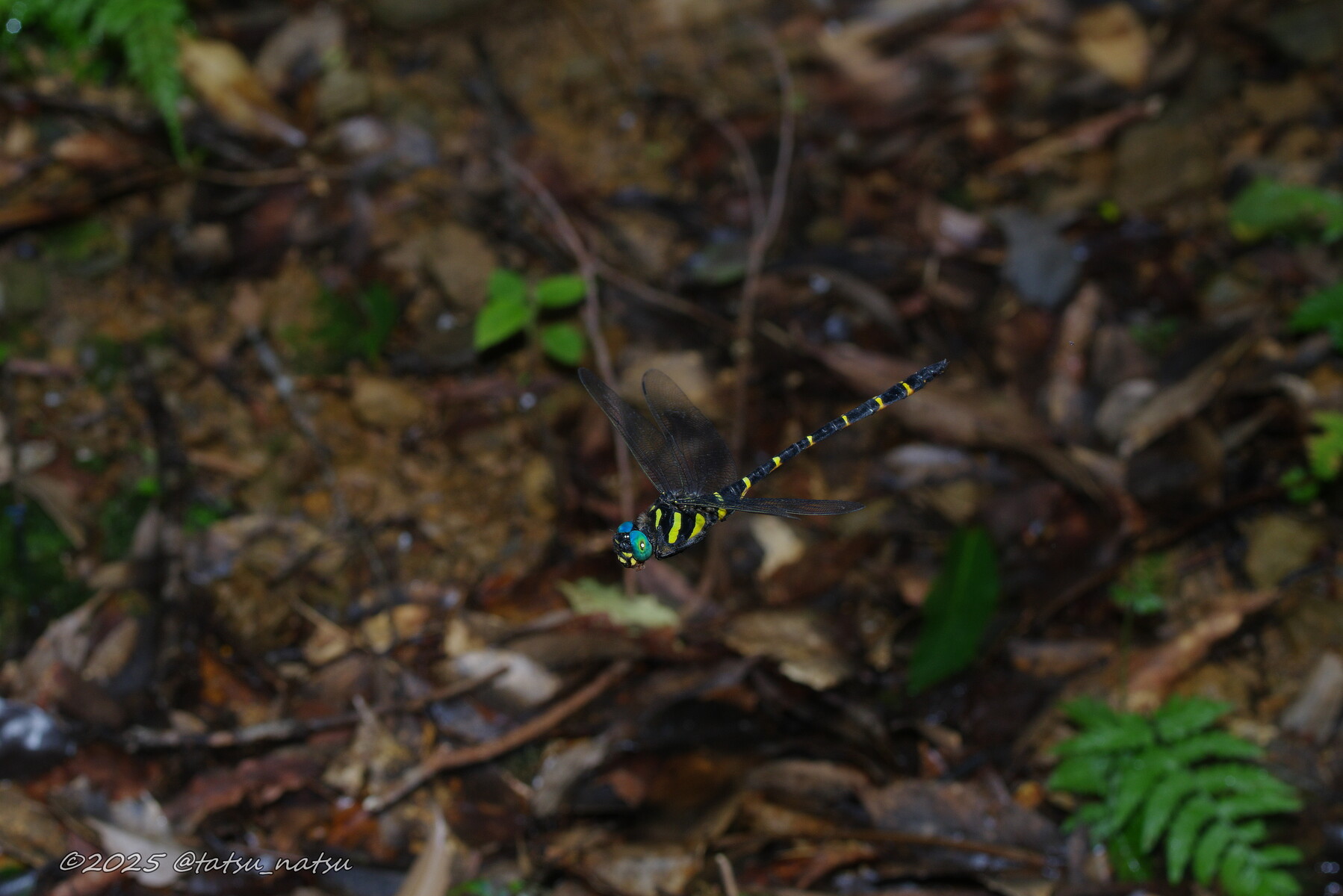 アマミオニヤンマ Anotogaster amamiensis amamiensis Karube