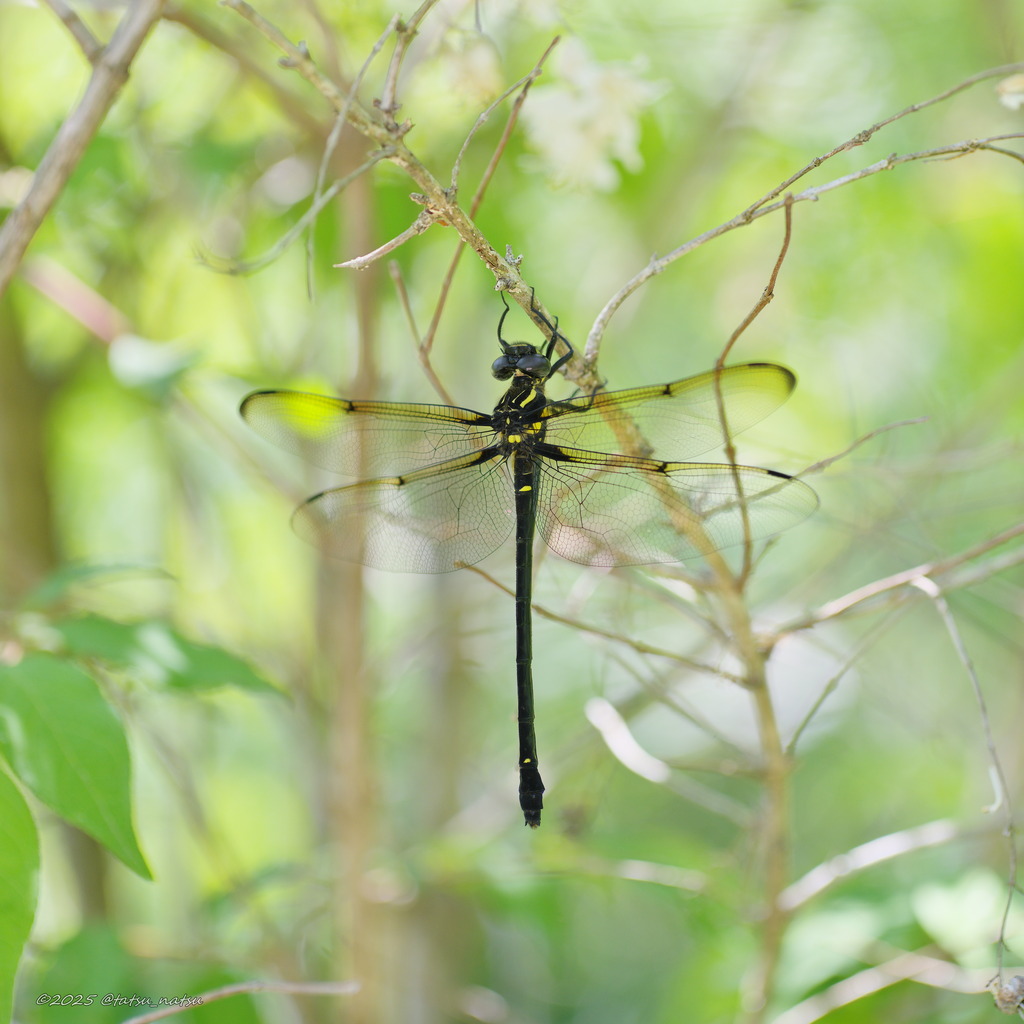 ミナミヤンマ Chlorogomphus brunneus costalis Asahina, 1949