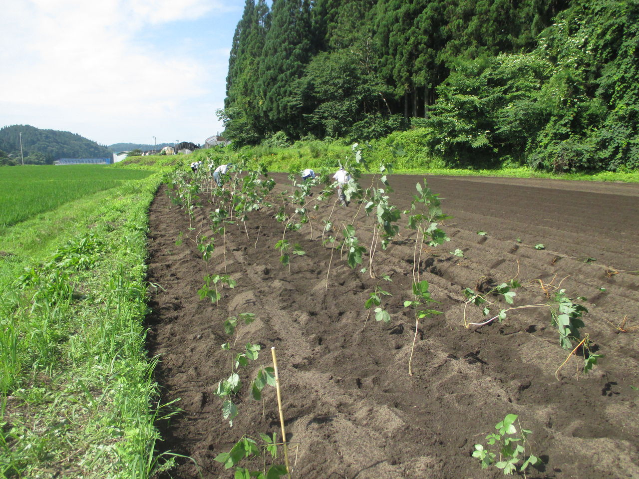 コシアブラ栽培に向けて 山田集落 達人ブログ