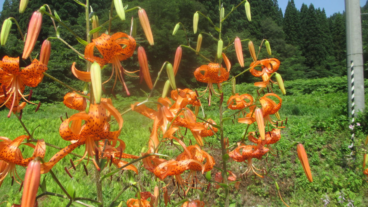 凄いぞ オニユリの花満開 山田集落 達人ブログ