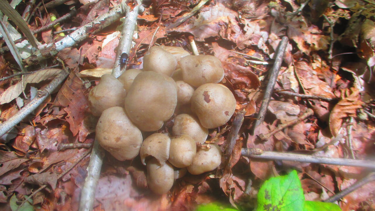 4種のキノコ採り 山田集落 達人ブログ