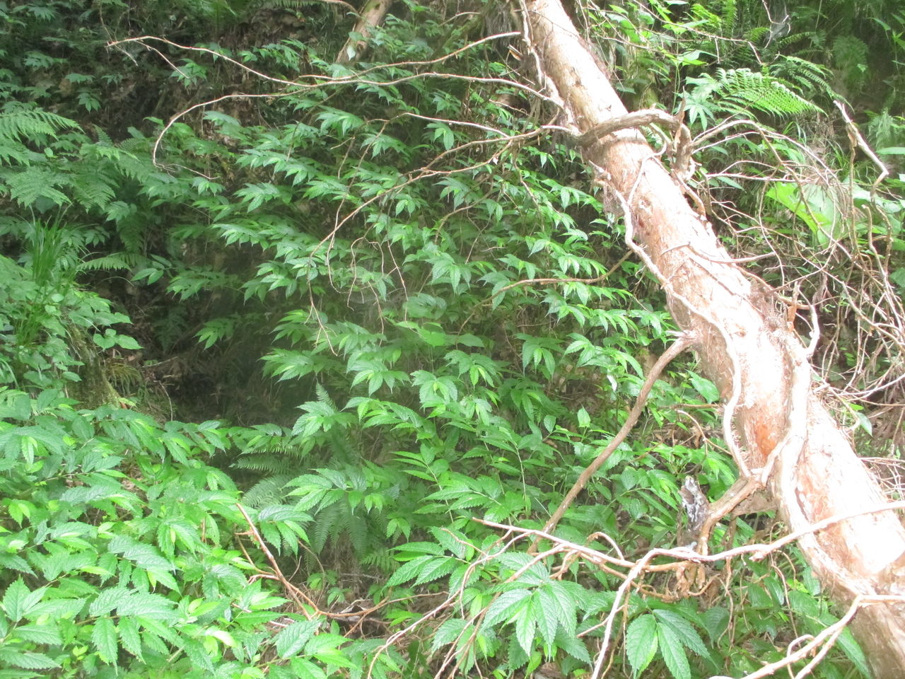 春の山菜 山ウドとミズ 山田集落 達人ブログ