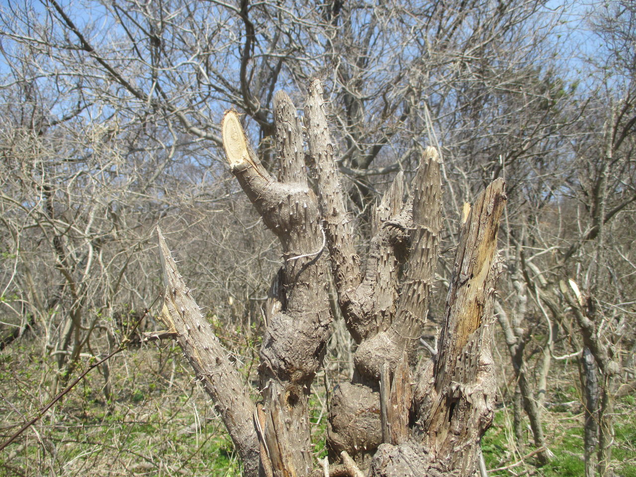 春の山菜 タラの芽 編 山田集落 達人ブログ
