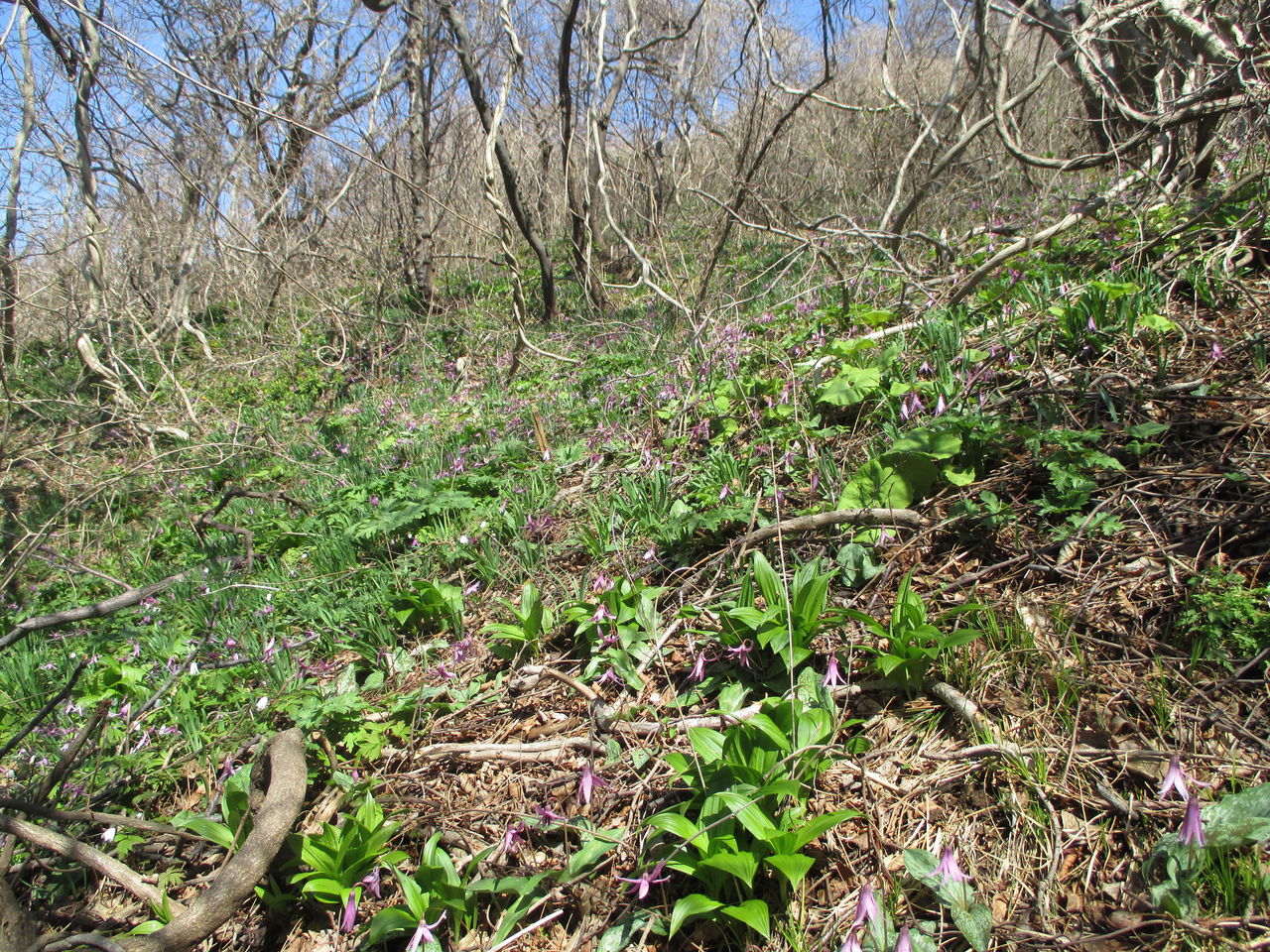 トリカブトとニリンソウの違い 山田集落 達人ブログ