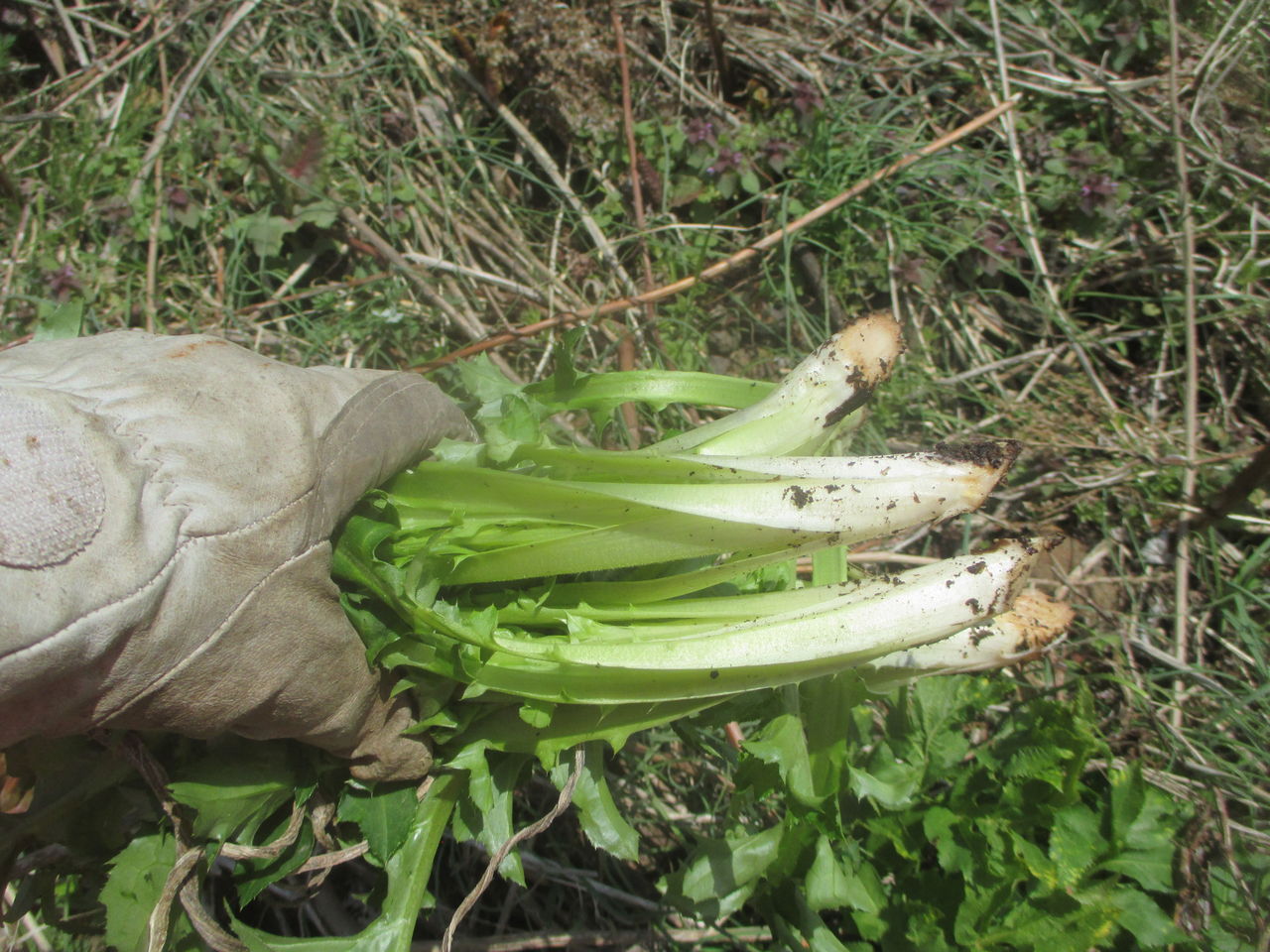 アザミも タラの芽も ボンナも 山田集落 達人ブログ
