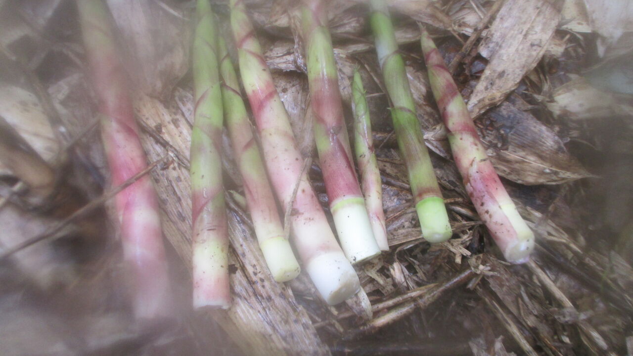 タケノコ採り放題 山田集落 達人ブログ タケノコ採り放題 山田集落 達人ブログ