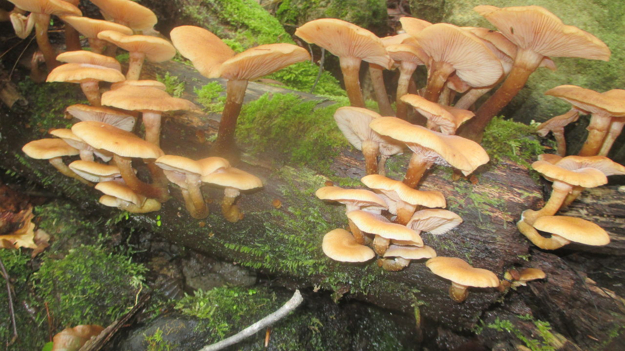 サモダシだらけ18ｋｇ 山田集落 達人ブログ