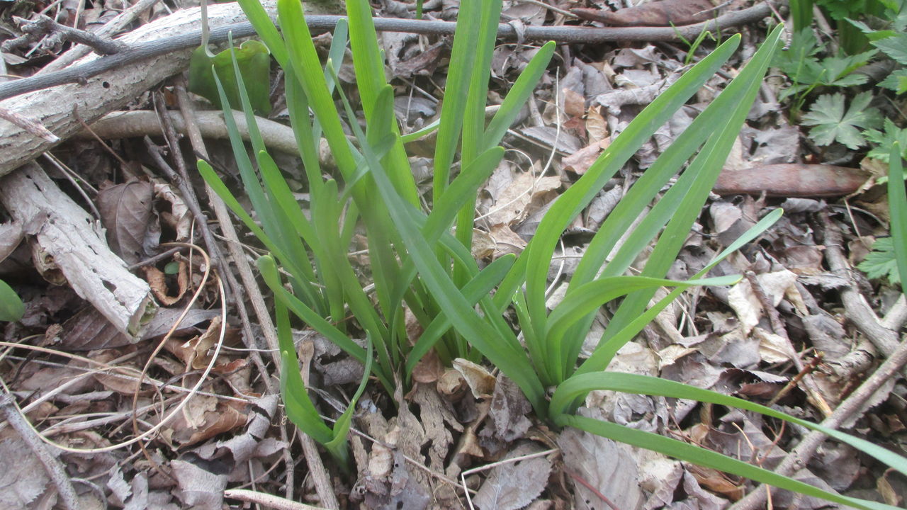 ボンナ 行者ニンニクも 山田集落 達人ブログ