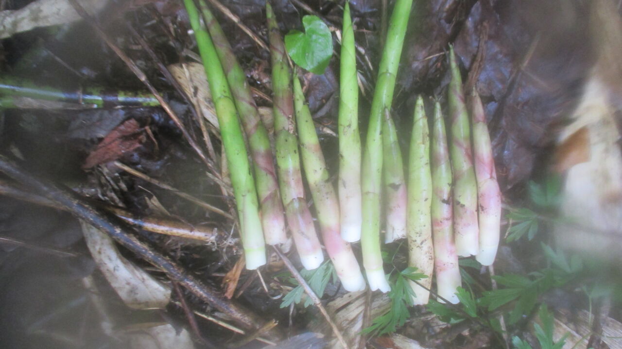 タケノコ採り放題 山田集落 達人ブログ タケノコ採り放題 山田集落 達人ブログ