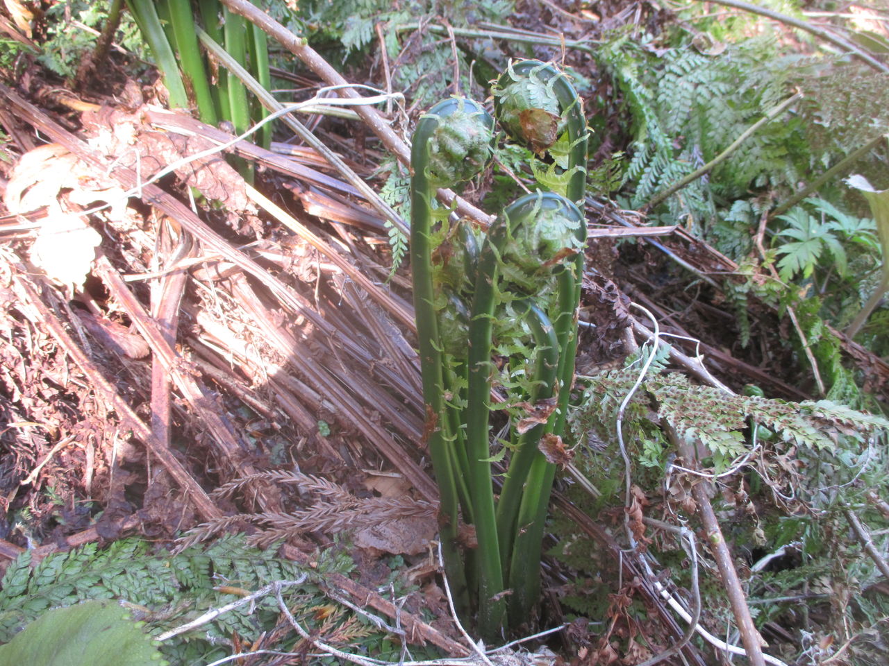 いつもすごいが 今回も 山田集落 達人ブログ