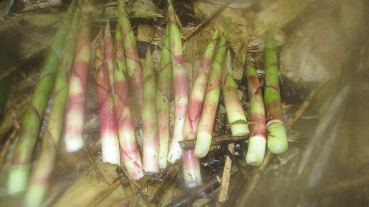 タケノコ採り放題 山田集落 達人ブログ タケノコ採り放題 山田集落 達人ブログ