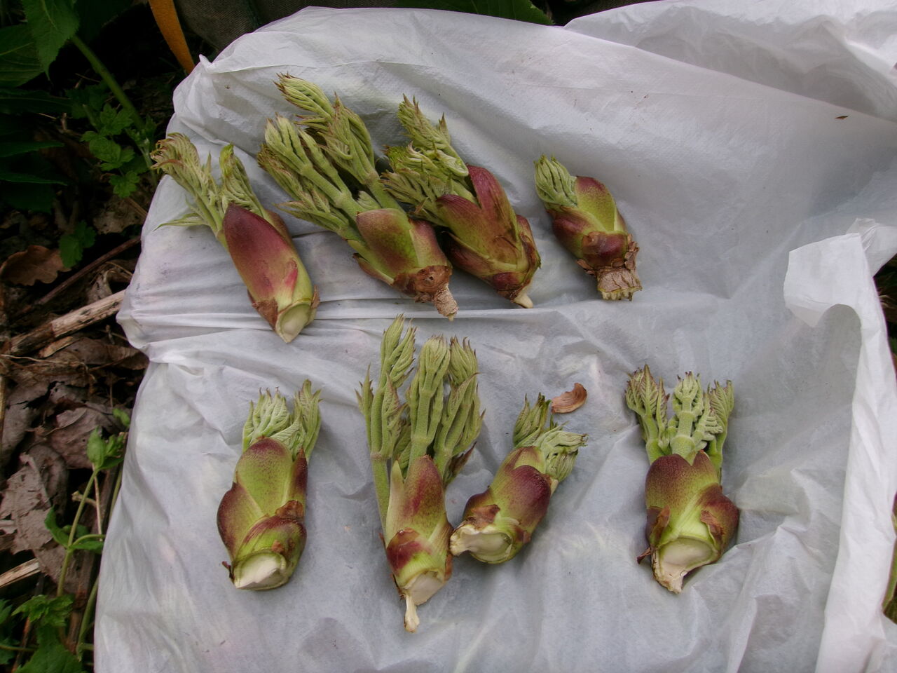 南魚沼産　タラの芽　2.5キロ わおっ！！ 超特大タラの芽 : 山田集落＝達人ブログ＝