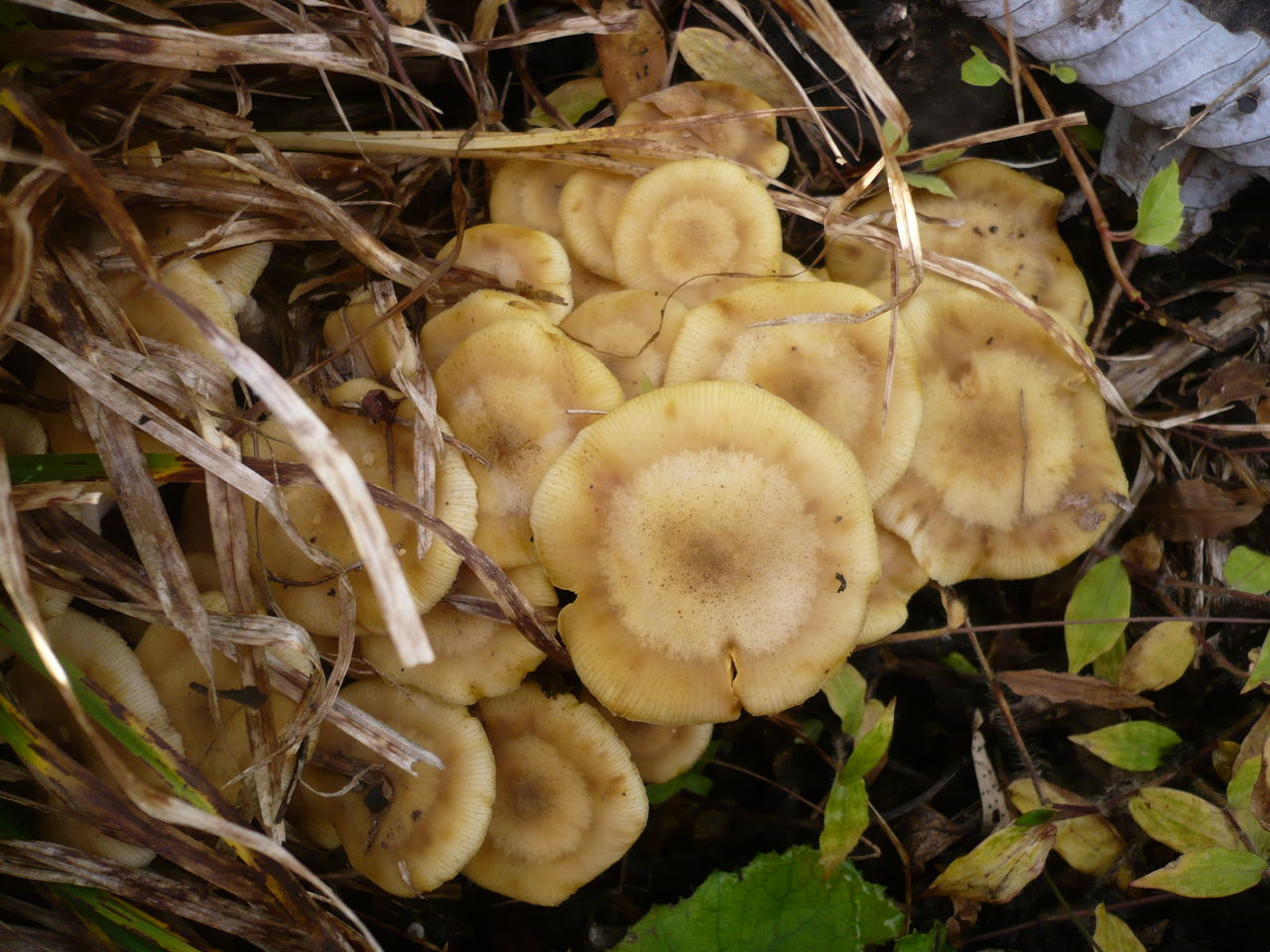 天然きのこ サモダシ編 山田集落 達人ブログ