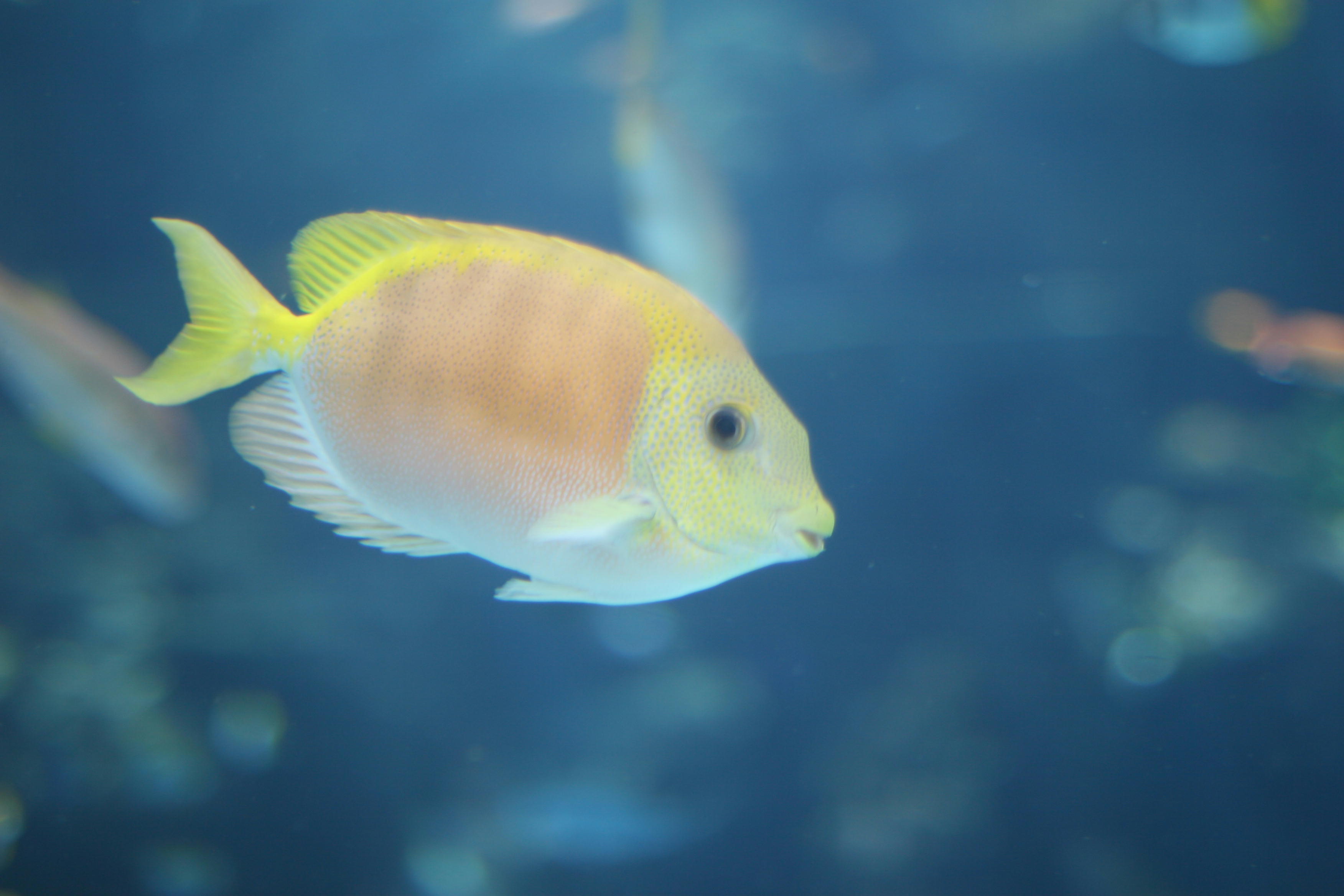 泳いで魚になれ 達王の国語教室