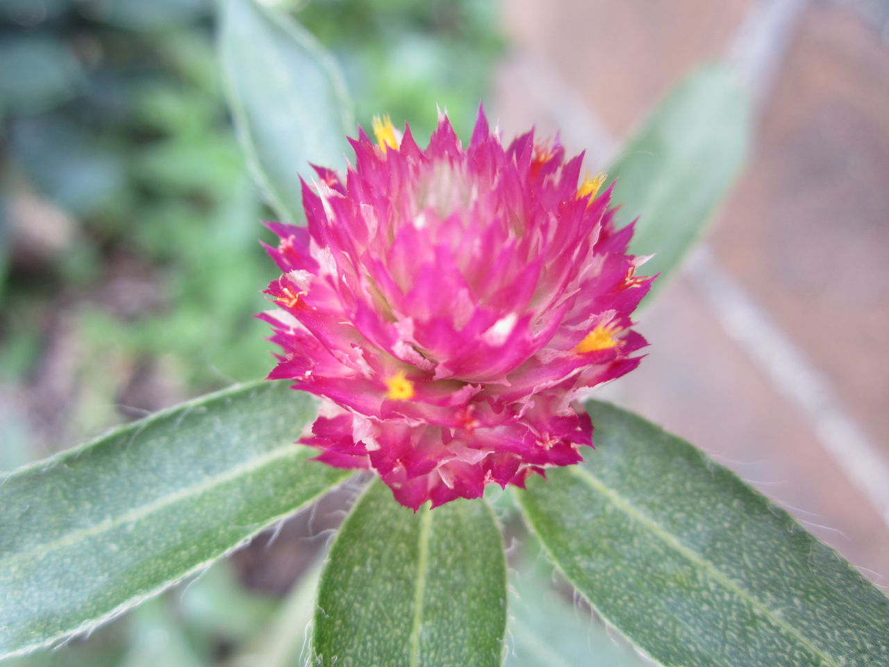 可愛い千日紅の花たち 気ままな毎日 花とトイプードルに囲まれた生活