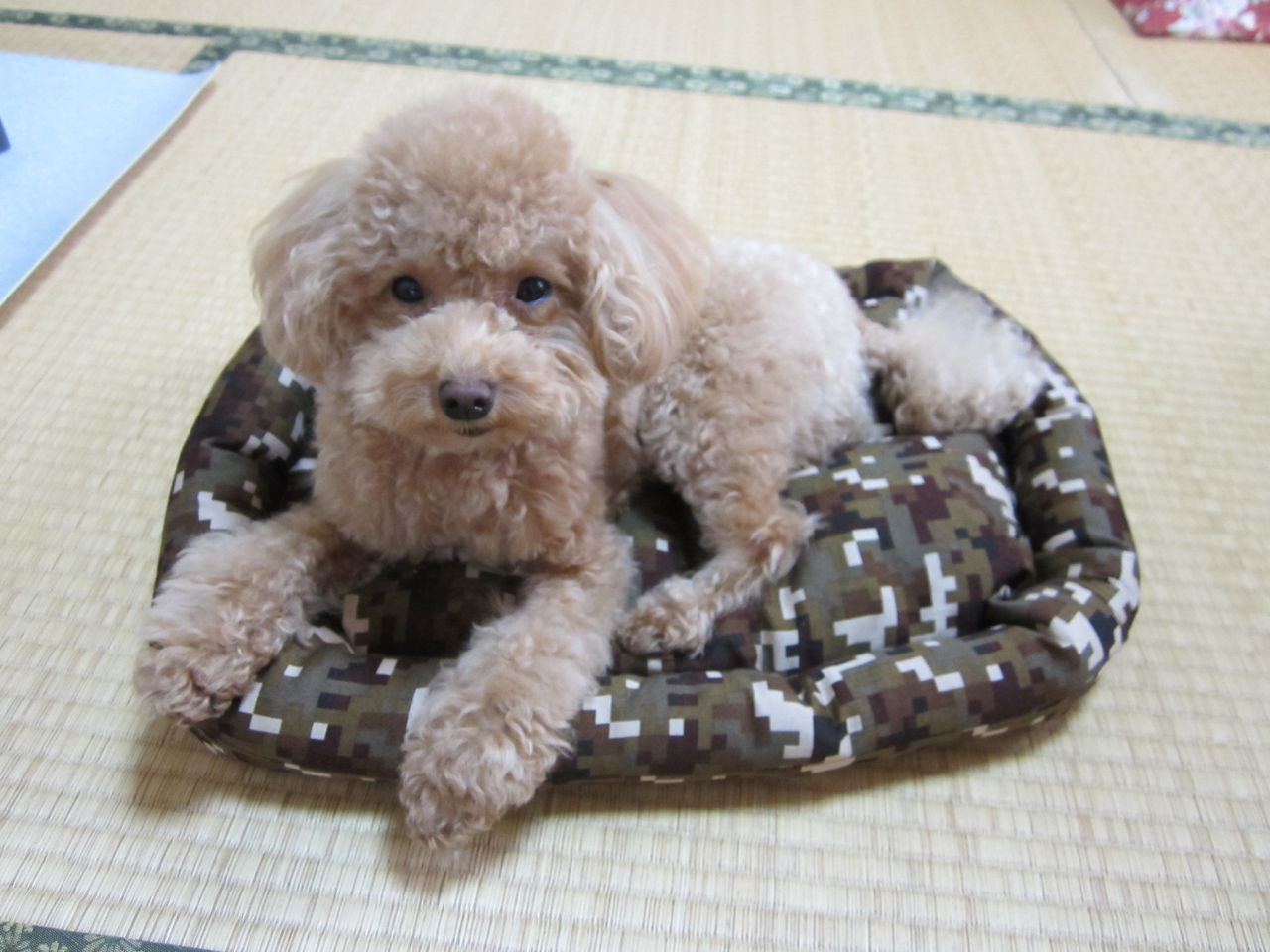 トイプードル クッキーのクレート用ベッドを手作りしました 気ままな毎日 花とトイプードルに囲まれた生活