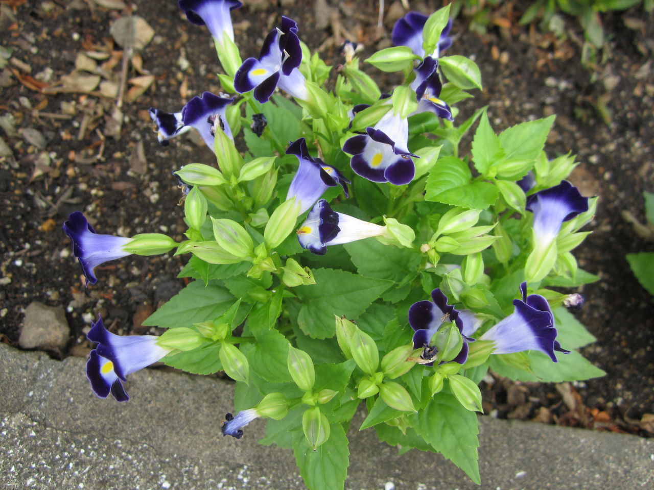 トレニアを地植えしました 気ままな毎日 花とトイプードルに囲まれた生活