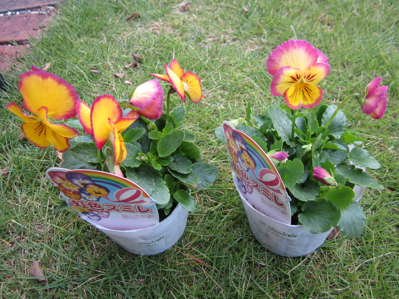 虹色スミレの エンゼルピンクリカ です 気ままな毎日 花とトイプードルに囲まれた生活 虹色スミレの エンゼルピンクリカ です 気ままな毎日 花とトイプードルに囲まれた生活