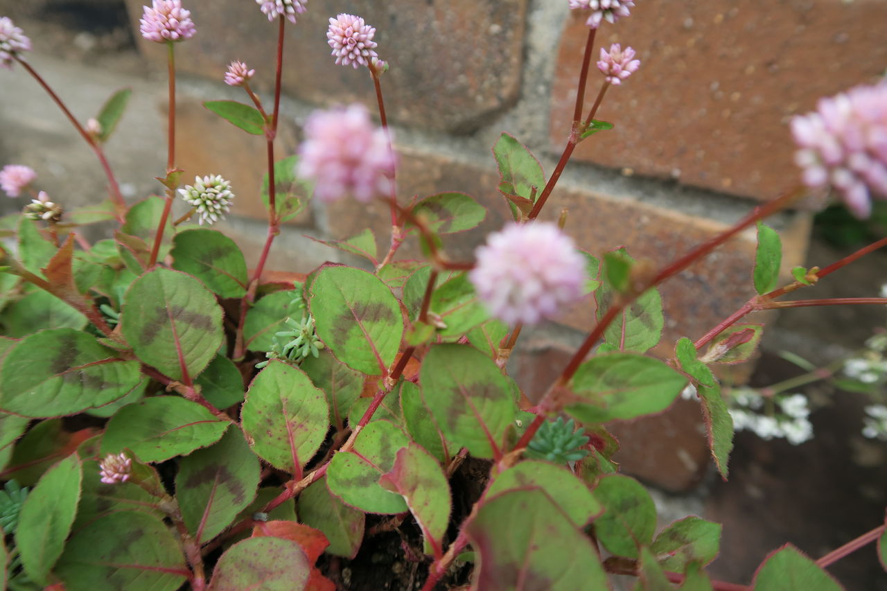 ポリゴナムの花が咲きました 気ままな毎日 花とトイプードルに囲まれた生活