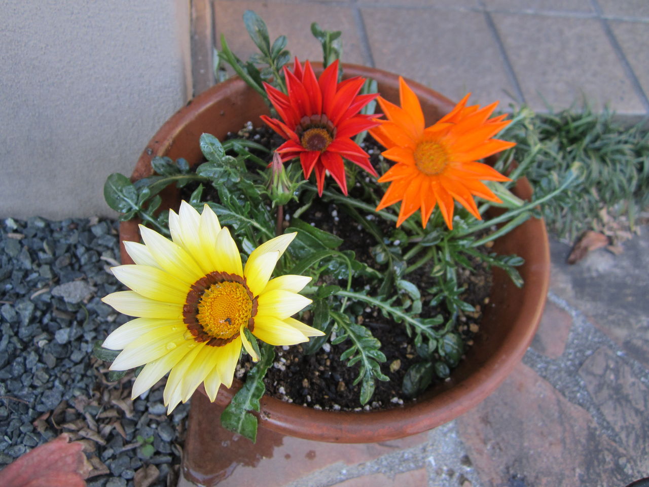 ガザニアを寄せ植えしました 気ままな毎日 花とトイプードルに囲まれた生活 ガザニアを寄せ植えしました 気ままな毎日 花とトイプードルに囲まれた生活