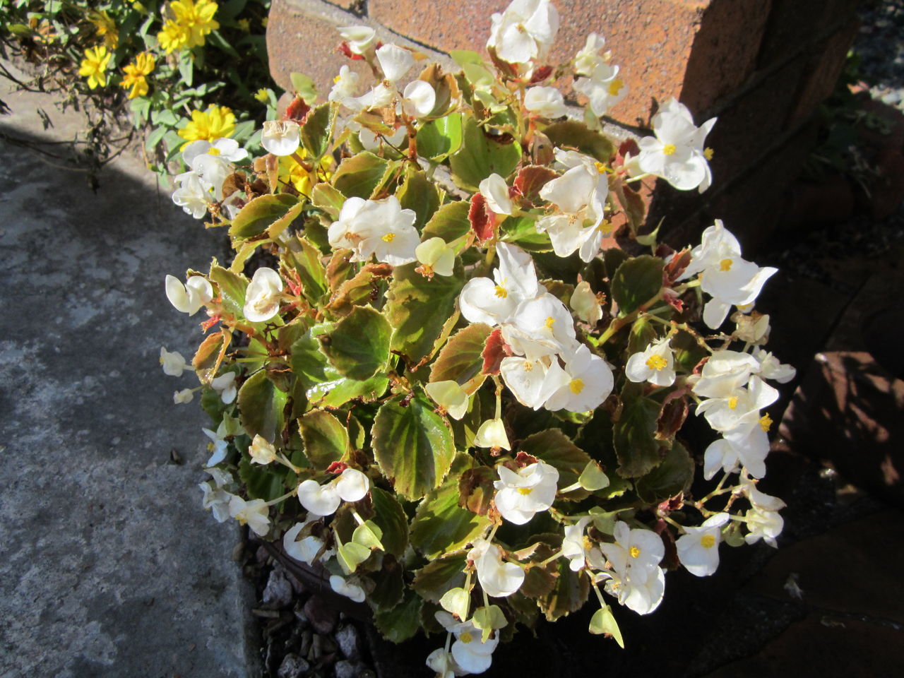 冬越ししたベゴニア センパフローレンスです 気ままな毎日 花とトイプードルに囲まれた生活