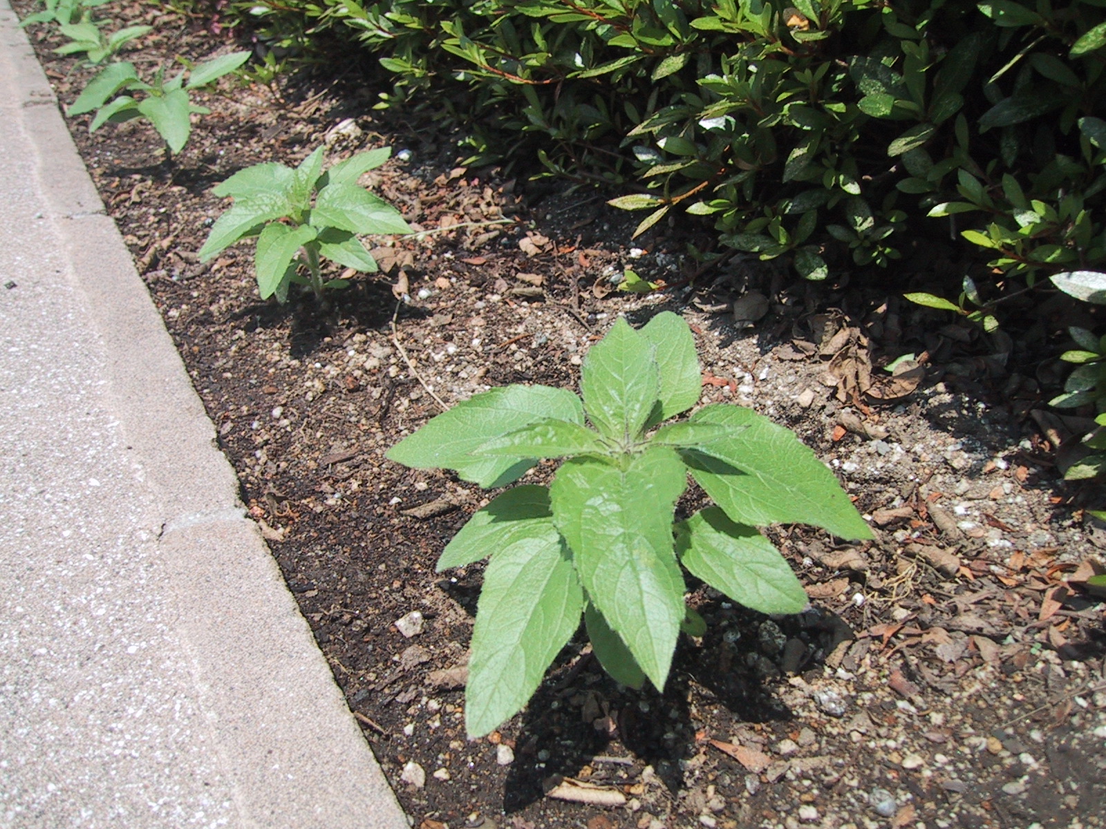 ミニひまわりのミラクルビーム 地植えしました 気ままな毎日 花とトイプードルに囲まれた生活