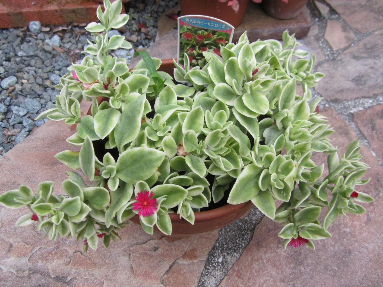 斑入りのベビーサンローズ 購入しました 気ままな毎日 花とトイプードルに囲まれた生活