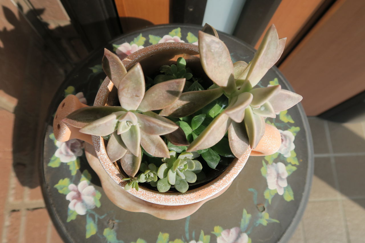 多肉植物を玄関前に 気ままな毎日 花とトイプードルに囲まれた生活 多肉植物を玄関前に 気ままな毎日 花とトイプードルに囲まれた生活